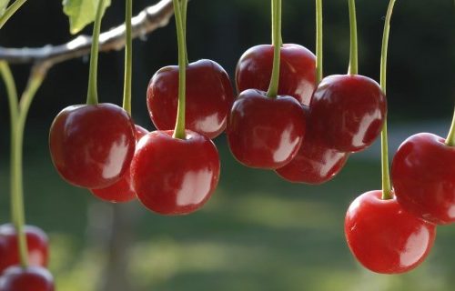 Cerezas de tralcao llegan a china