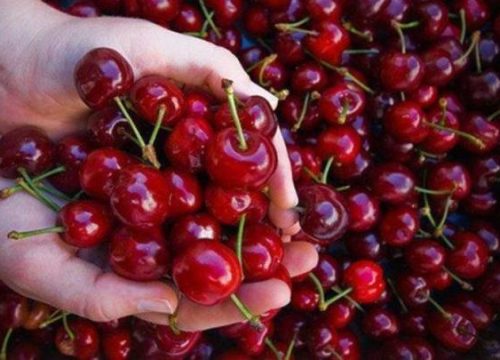 Fedafruc y U. de Talca acuerdan convenio para modernización de fruticultura familiar campesina