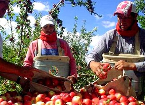 Propuesta Fedafruc 2020