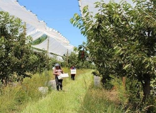 entrevista a pedro guerra, presidente fedafruc