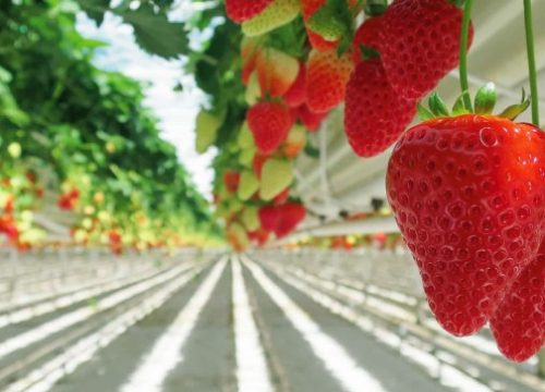Seminario frutilla: Mercado, rentabilidad, variedades y tecnología post cosecha