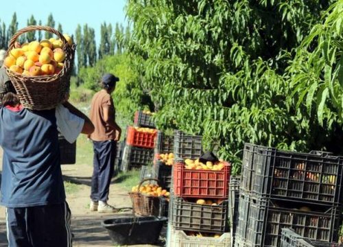 Pequeños agricultores son afectados por drástica reducción de precios del durazno conservero